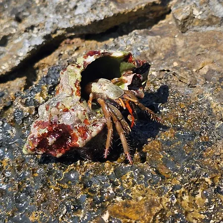 Apartman App Letta Sunset Pula